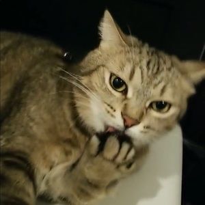 Meet your Posher, Lisa